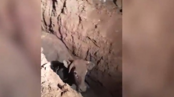 Bombeiros de Aljezur resgataram vaca caída num poço 