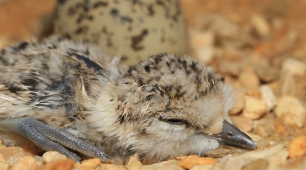 Projeto Bio-Ilhas preserva aves salineiras do Algarve
