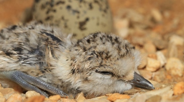 Projeto Bio-Ilhas preserva aves salineiras do Algarve