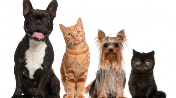 4 de outubro é dia de sensibilização animal em Quarteira