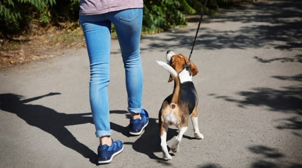 MAR Shopping volta a promover edição solidária da “Cãominhada”