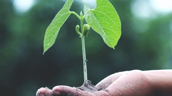 UAlg organiza Encontro Nacional de Ecologia