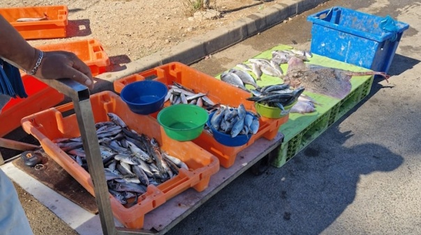 Polícia Marítima, GNR e ASAE apreendem 136 quilos de pescado à entrada do porto de Quarteira