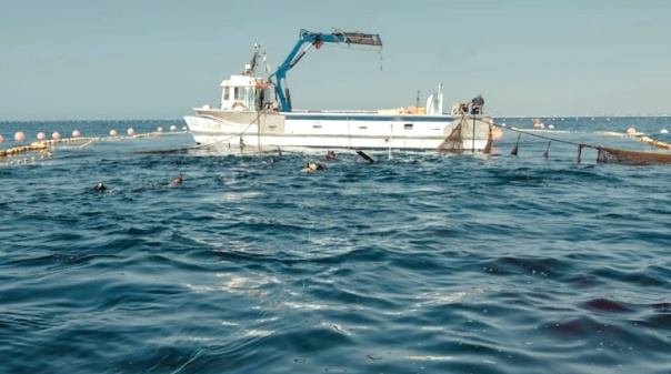 Captura de 100 atuns-rabilho a sul de Tavira marca início de campanha no Algarve 