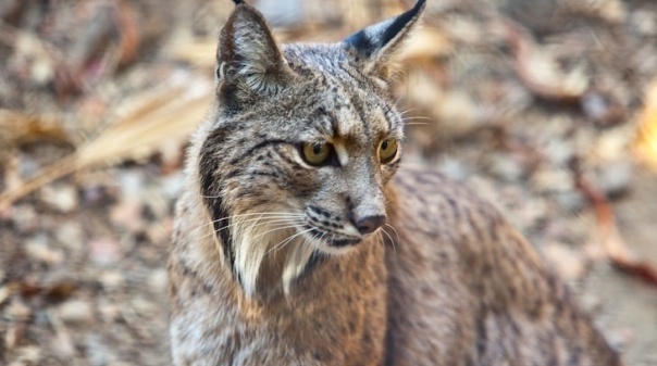 Exposição itinerante "Lince-Ibérico na Península" patente em Silves 
