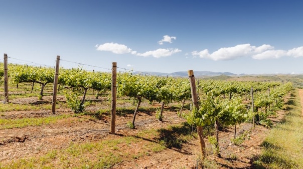 Feira de Enoturismo do Algarve dirigida a profissionais do setor   
