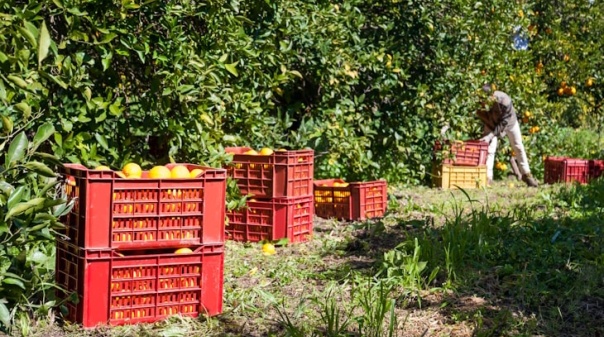 Mau tempo no Algarve afetou citrinos e agropecuária 