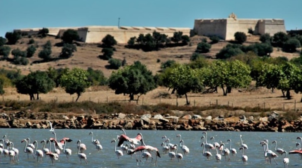 Reserva Natural do Sapal de Castro Marim e VRSA assinala 50 anos com atividades para todos