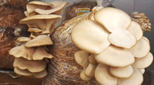 Escola de Hotelaria e Turismo do Algarve produz cogumelos biológicos 