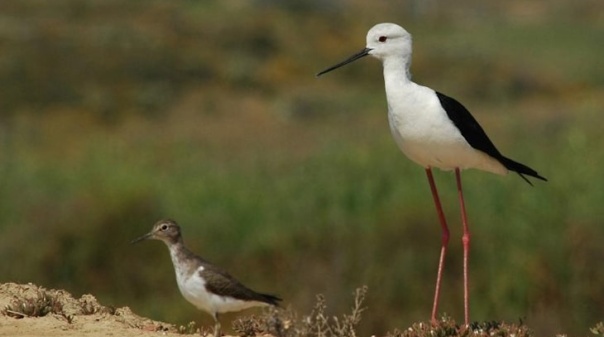 Documentário assinalou 50 anos da Reserva Natural do Sapal de Castro Marim e Vila Real de Santo António 