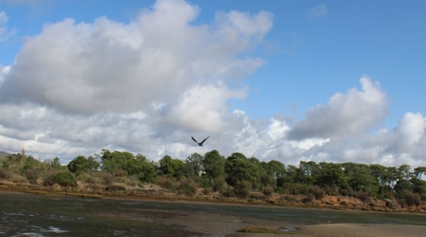 Atividades gratuitas no Dia Aberto do Parque Natural da Ria Formosa