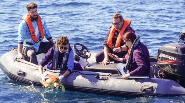 Vénus, reabilitada no Porto d’Abrigo do Zoomarine regressou hoje ao mar