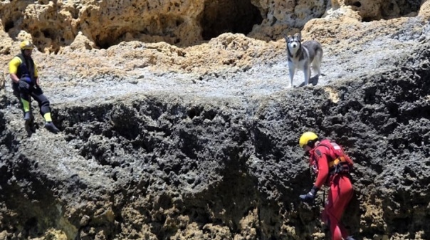 Cão resgatado de arriba em Lagoa