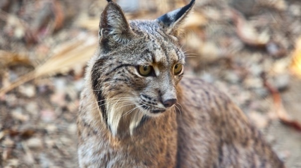População de lince ibérico aumentou 19% num ano e supera os 2.400 animais
