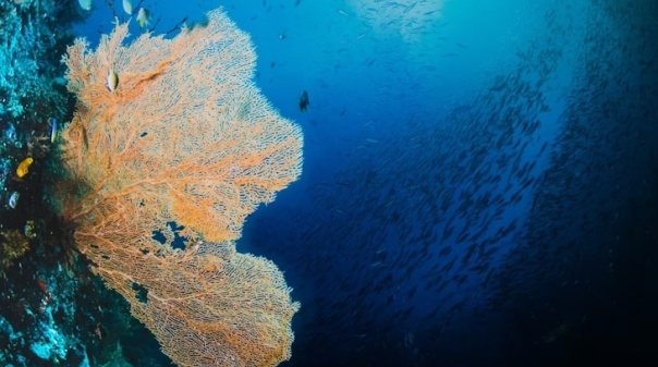 2ª Conferência do Mar está de regresso a Armação de Pêra