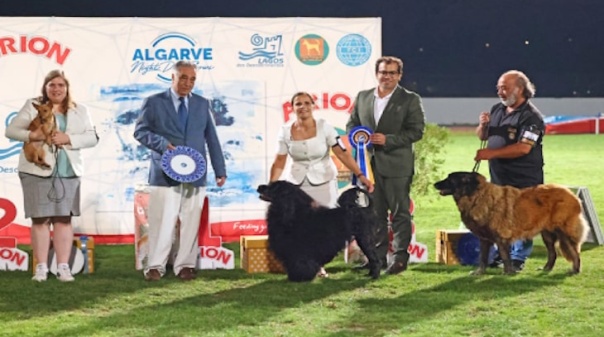 Cães de várias nacionalidades vão “ser estrelas” em Lagos