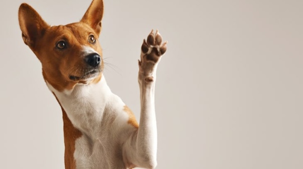 Esta 5ªfeira, abre loja de bem-estar animal no Nova Vila Retail Park