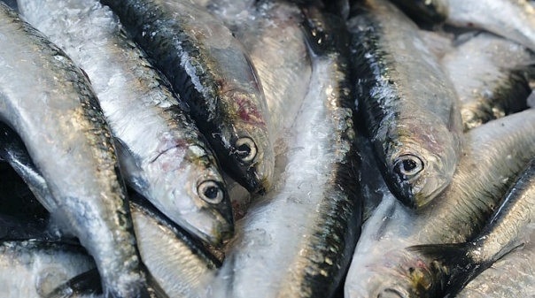 Pesca da sardinha com cerco proibida entre 21 e 23 de junho no Algarve
