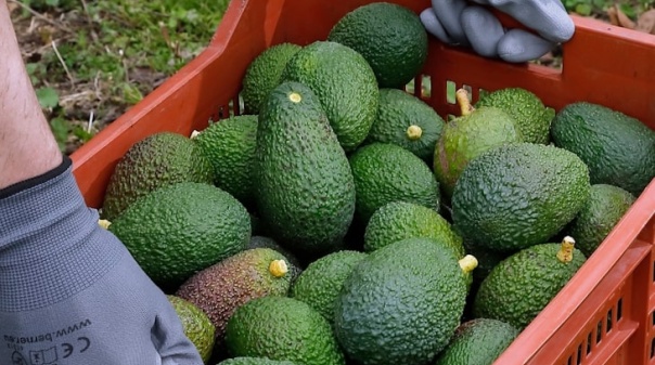 Cooperativa de agricultores espanhóis e portugueses inaugurou instalações em Tavira