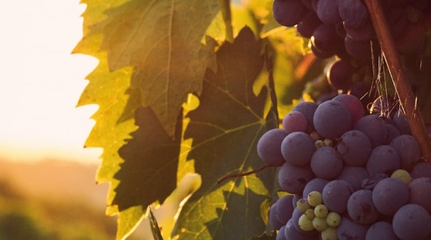 Este sábado, há “Histórias e Sabores” com prova de vinhos em Alte