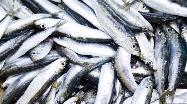Pesca da sardinha com cerco proibida no Algarve entre sábado e segunda-feira