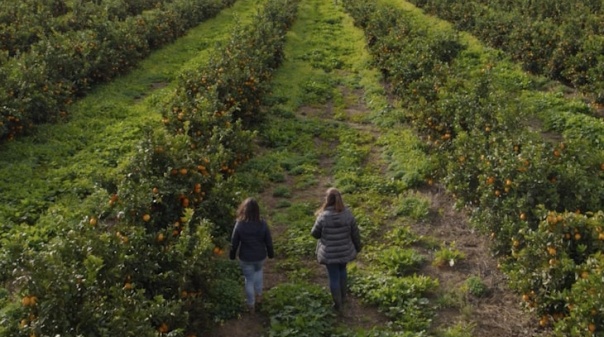 Cooperativa Agrícola de Citricultores do Algarve celebra 60 anos com documentário