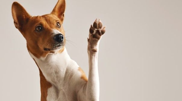 Câmara de Faro atribui perto de 15 mil euros à causa animal do concelho