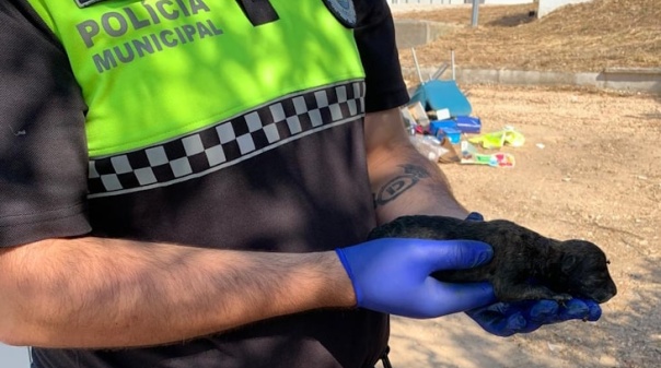 Polícia Municipal de Lagos encontrou 7 cães abandonados no entulho