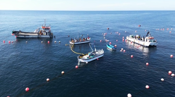 Real Atunara denuncia pesca clandestina de atum ao largo de Tavira 