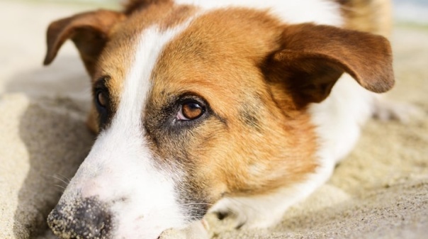 Burlões pedem dinheiro em nome do Centro de Recolha Oficial de Animais de Albufeira