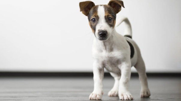 AlgarveShopping recebe nova campanha de adoção de animais