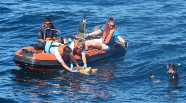 Tartaruga que ingeriu plástico devolvida ao mar