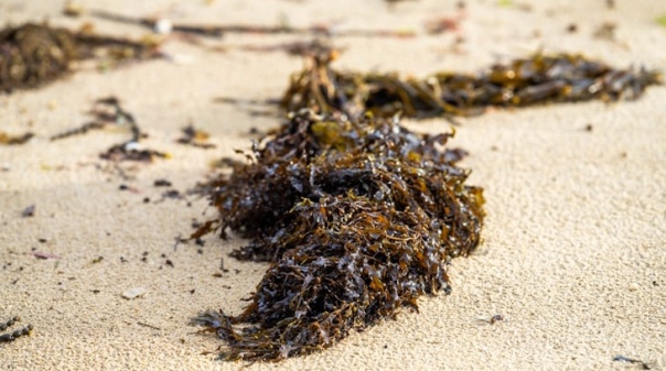 Alga invasora apareceu em Portugal em 2019 e não há forma de a controlar