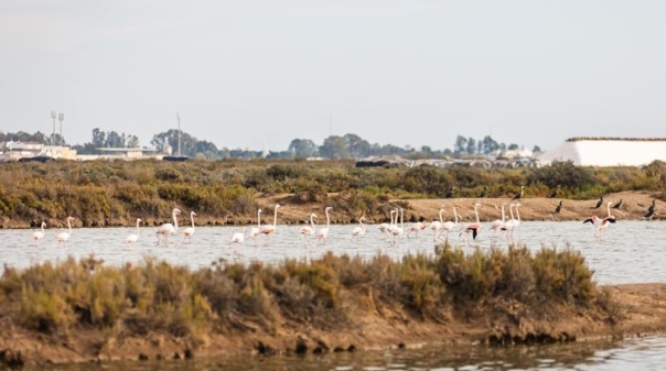 Castro Marim quer financiamento para promover Reserva Natural do Sapal