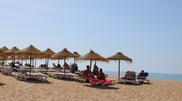 Bióloga alerta que macroalga invasora pode ser problema grave para turismo do Algarve