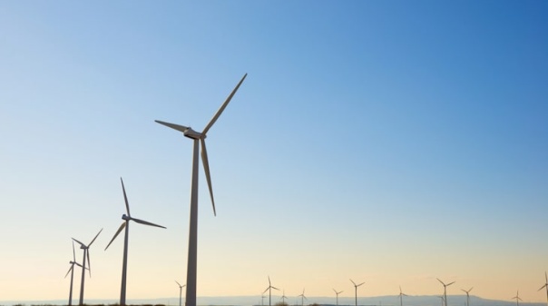 SPEA vê com "preocupação" novos projetos eólicos e solares no Algarve 
