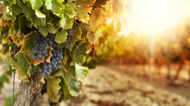 Bilhetes já à venda para a 3ª edição do Lagoa Wine Tourism Forum