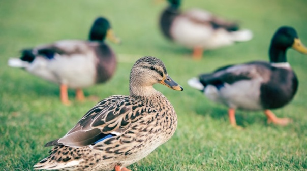 Gripe das aves detetada em Olhão