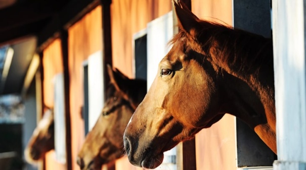 Feira Equestre do Sul acontece em Ferreiras de 12 a 14 de setembro