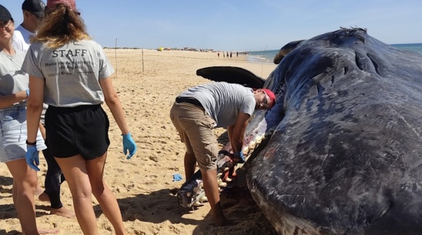 Cachalote de 14 toneladas arrojou na Ilha da Armona 