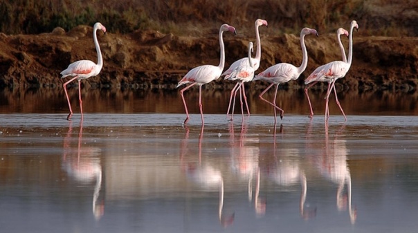 RTA entrega prémios do passatempo de fotografia "Ria mais que Formosa" 