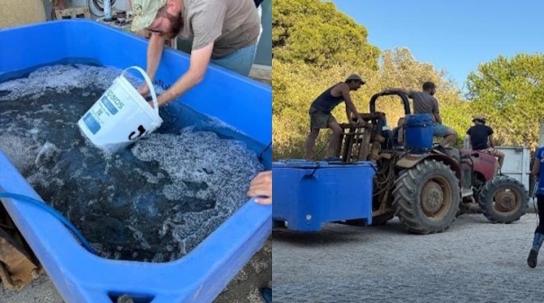 IPMA libertou 3 mil corvinas na Ria Formosa