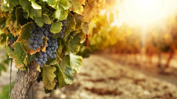 Lagoa Wine Tourism Fórum regressa em novembro para "impulsionar identidade vinícola da região"