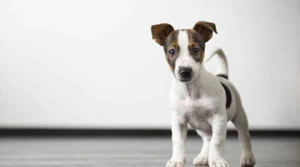 Autarquia algarvia no top 10 nacional das que mais investem em apoio veterinário