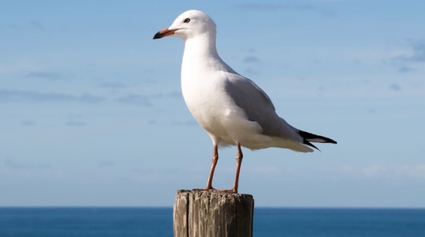 Gripe das aves volta a ser detetada em Portimão