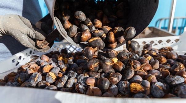 Solidariedade e partilha inspiram Magusto de São Martinho em Quarteira