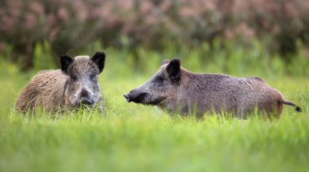Biblioteca de Loul&eacute; recebe sess&atilde;o de esclarecimento sobre manipula&ccedil;&atilde;o e comercializa&ccedil;&atilde;o de carne de ca&ccedil;a grossa