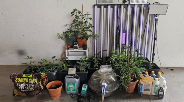 Detido homem de quase 80 anos por cultivo de can&aacute;bis em Tavira
