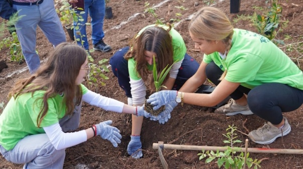Alunos e professores plantaram minifloresta Miyawaki em escola de Messines 
