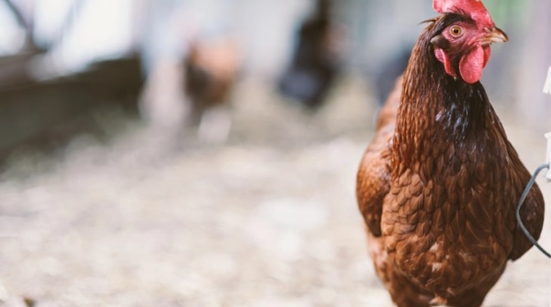 Confinamento de aves em zonas de alto risco de gripe aviária abrange distrito de Faro